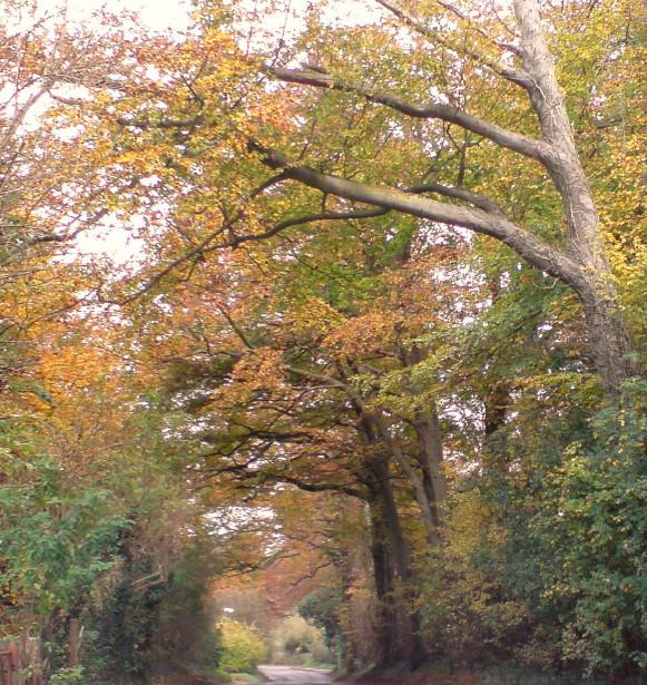 Elham Valley Road in autumn, by Steve Elham Valley Road in autumn, by Steve