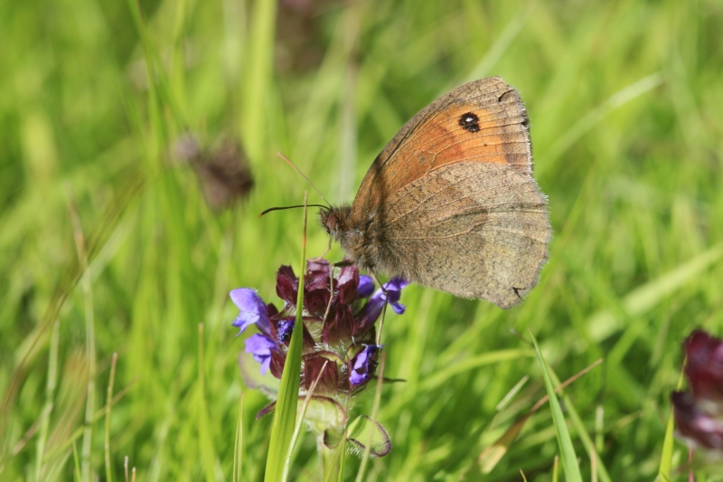  a meadow brown butterfly by Dave McCormick at ukbutterflies.co.uk