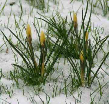 snow crocus by Steve
