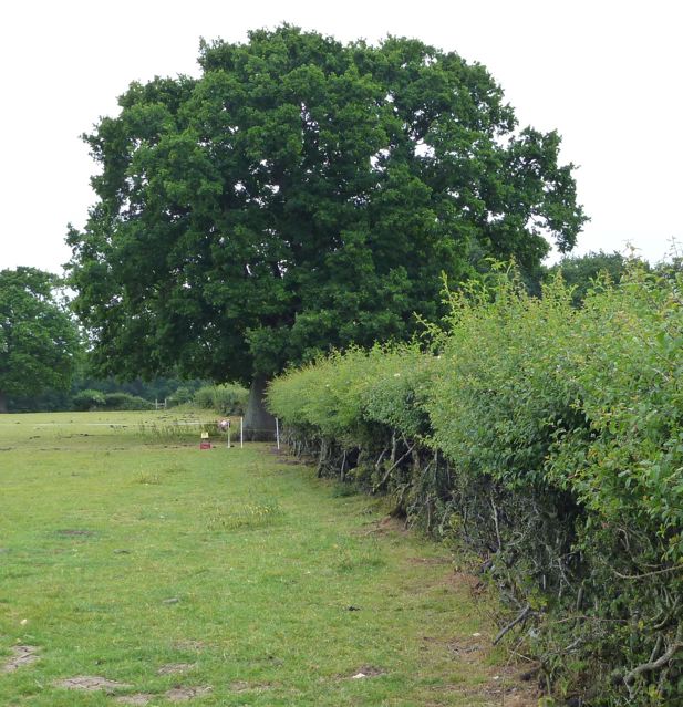 Magnificent oak tree as seen when emerging from the hole in the hedge