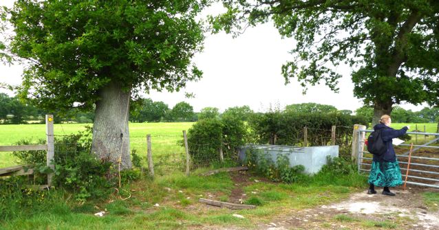 part of the walk around Camberlot Wood, click to see the route